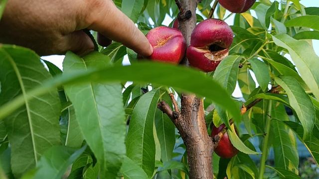 Персики в моем саду на 7 июля после летней обрезки.