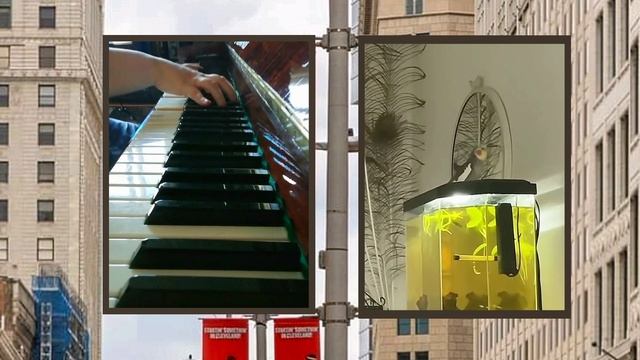 Пение Кики попугая под аккомпанемент рояля 🎹 🐦