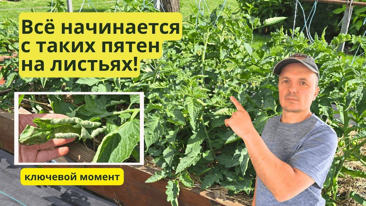 Так выглядит начало болезни на томатах! Спасаем низкорослые томаты.