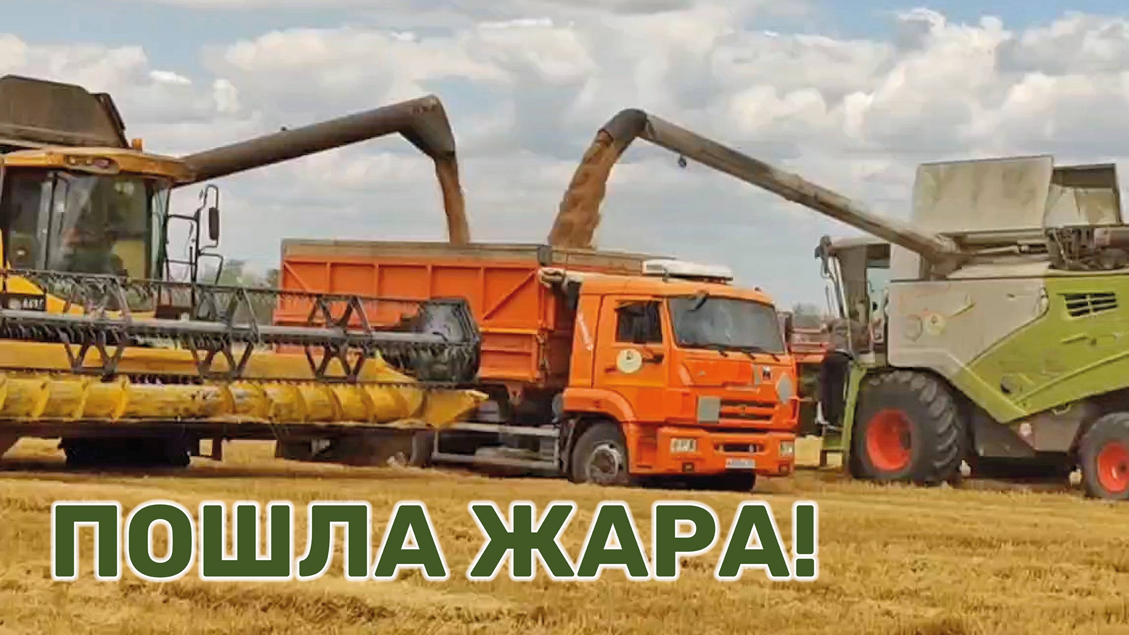 На Кубани в разгаре уборка хлеба