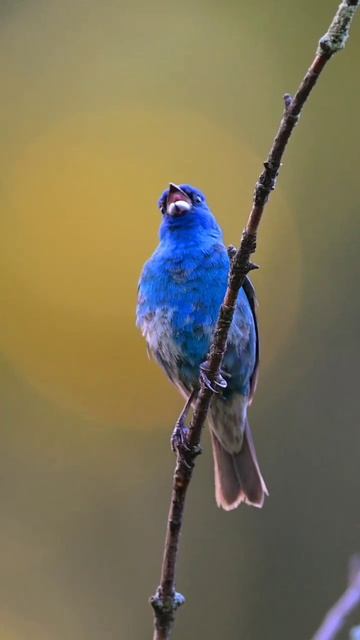 Индиговая овсянка