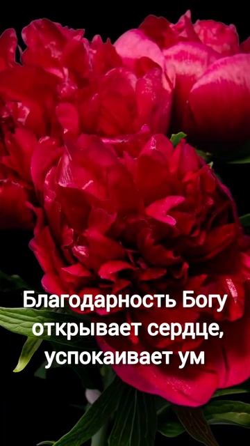 "Спасибо, Господи", стихи Рина Скай