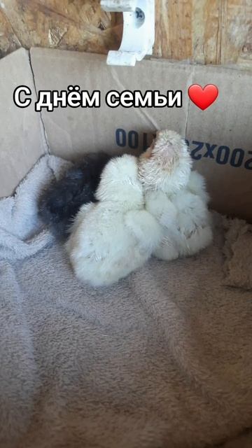 С днем семьи 🥰#цыплята