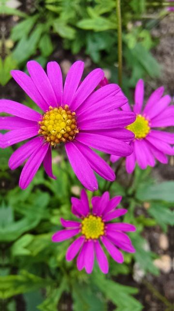 beautiful flowers #flowers #walking #4k #vibe #shorts #berlin #natur #kultur