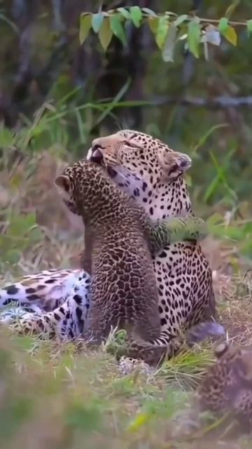 VID_20250708_040444_740.mp4