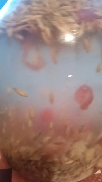 VID_20250708_044129.mp4