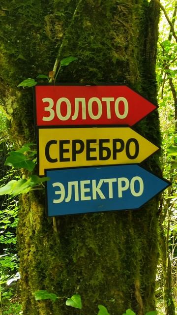 турики в лесу Геленджика #туризм