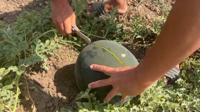 Арбуз Баронесса оптом от производителя Донецк; Ростов-на-Дону; Москва; Санкт-Петербург