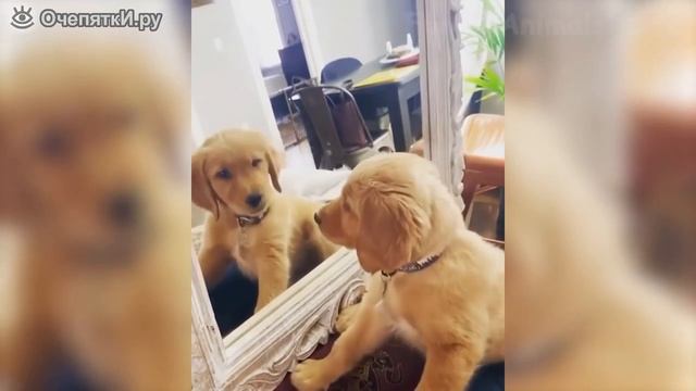 Комичные коты и псы