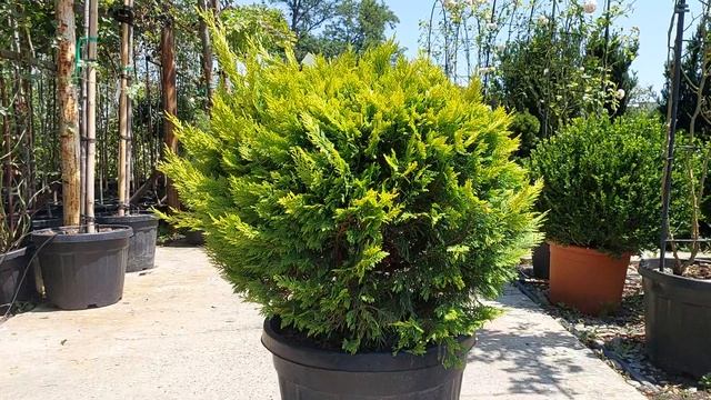 Кипарисовик LEYLANDII GOLD RIDER, CLT 25, BALL