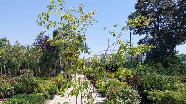 Ирга LAMARCKII (CANADENSIS), CLT 30