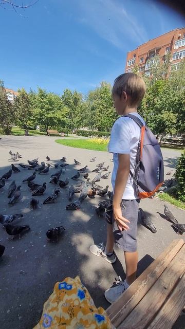 голуби