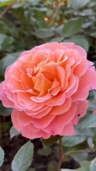 Какая красота в Ломоносовском сквере😍
Видео: marina_zippy