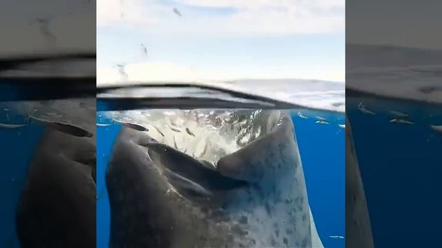 Небольшой перекус китовой акулы