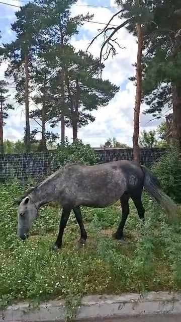Лошадка и Вован!