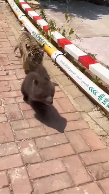 Два маленьких хищника 🐯🐻💞🥰❤️