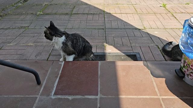 самый ловкий кототигр прямо в этом видео!
