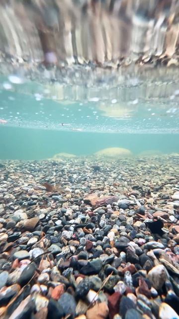 Купальный пруд с биоплато | Пруд без химии от EcoPond