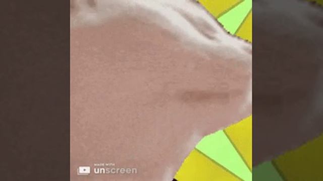 смешной кот