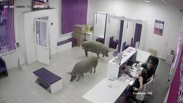 Свиньи забежали в ПВЗ, напугали менеджеров и даже не забрали свои заказы