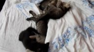 Котята играют 2
