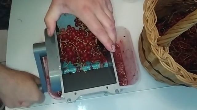 Дробление ягод красной смородины с гроздями