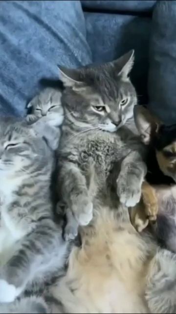 Смешные коты #65-3