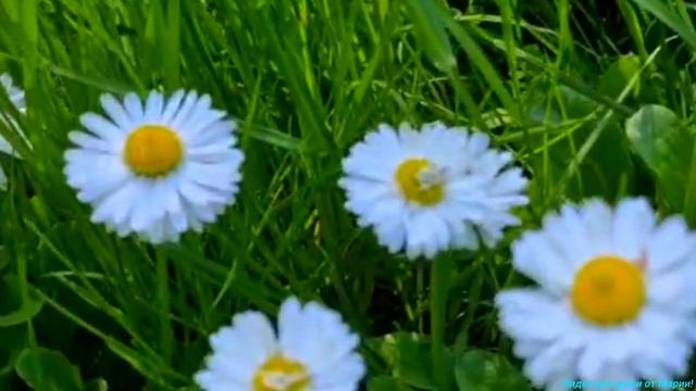С ДНЁМ СЕМЬИ! ЛЮБВИ И ВЕРНОСТИ! 💖💖💖💖💖