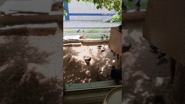 птич и мои