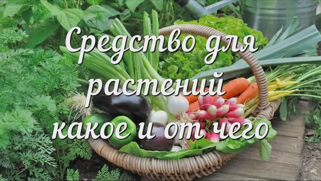 Средство для Растений Какое и От Чего. 7 Народных Подкормок, Которые Реально Работают