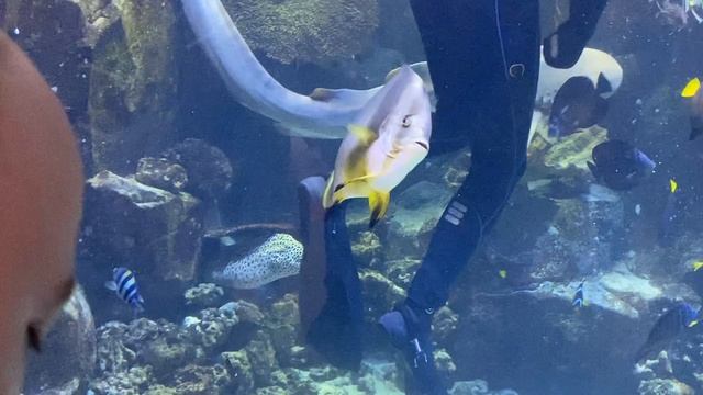 Как кормят рыб в большом аквариуме