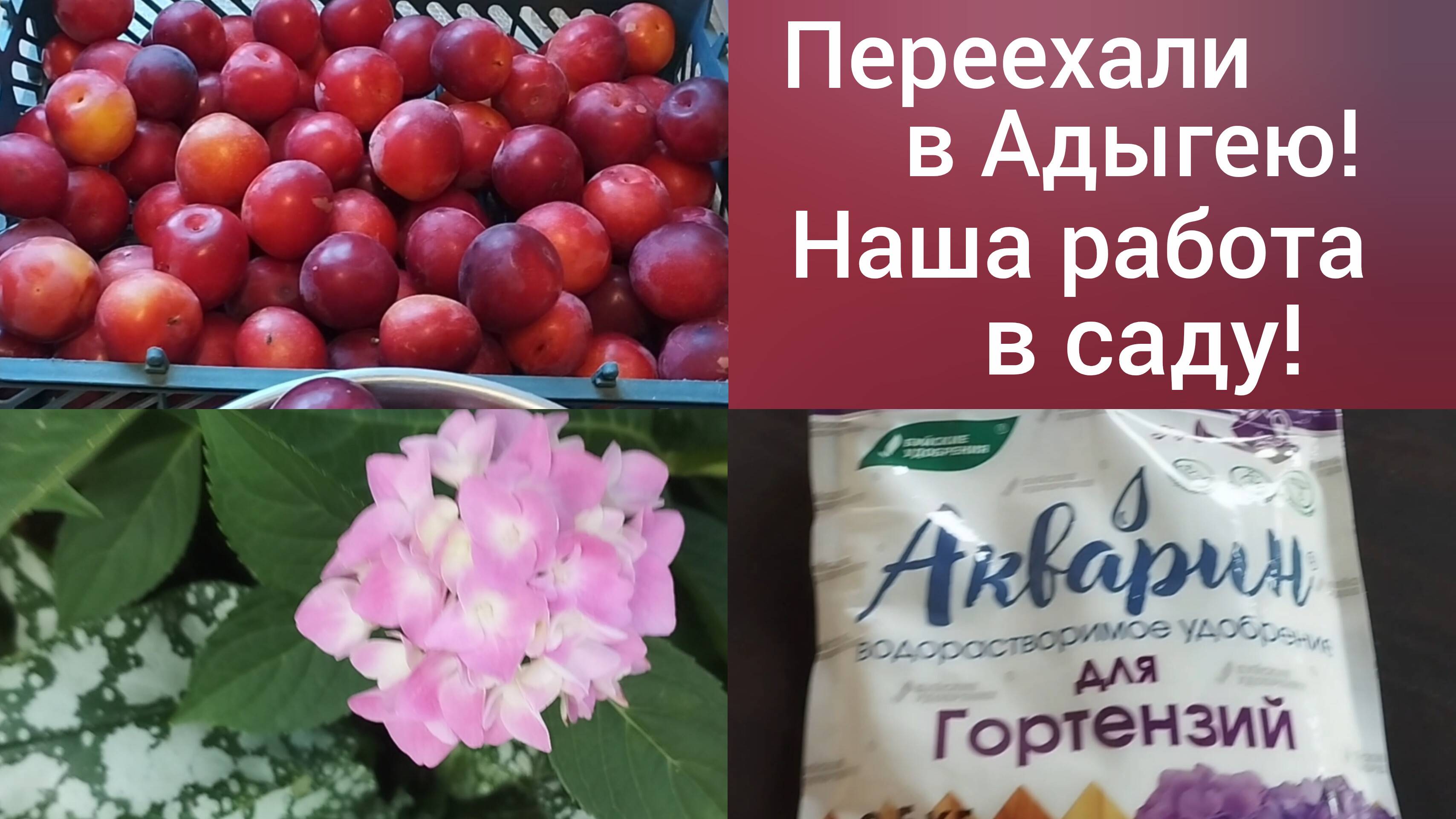 Сибиряки в Адыгее/Наш сад в июле/Подкормка гортензий/Витаминов хватает/