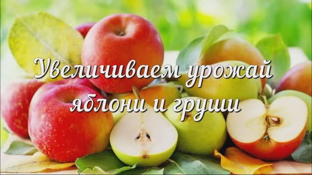 Увеличиваем Урожай Яблони и Груши! Яблони и Груши в Июле, Эффективная Обработка