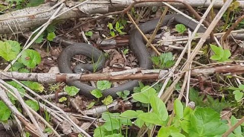 Снова металлокоп на новом месте.