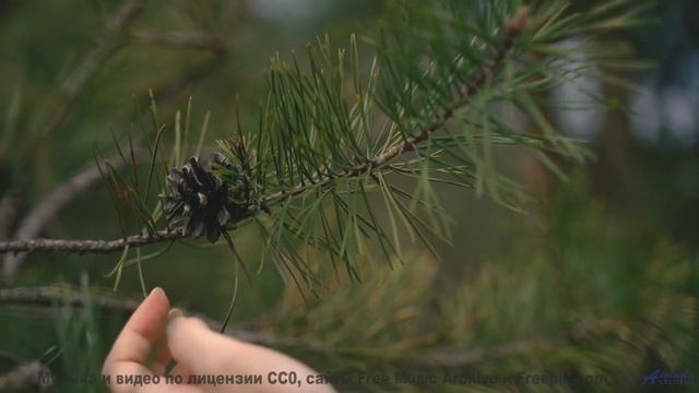 Не музыка, а откровение - и виды потрясают - Self-indulgent Is Not An Insult -- One Man Book -- Potl