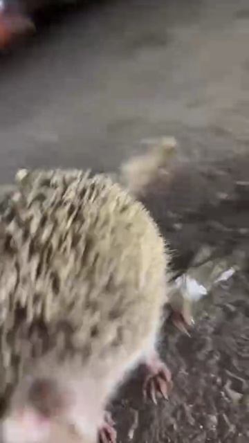 Ёжик выбежал к людям, чтобы ему отклеили скотч от лапки