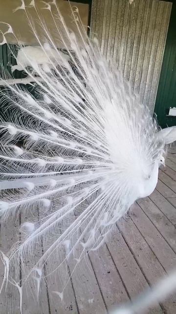 Белый красавец, показал свою красоту #павлин #красота