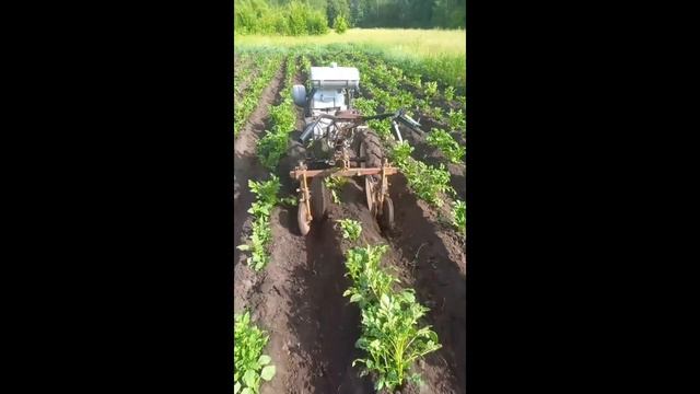 Мотоблок окучивает картошку сам