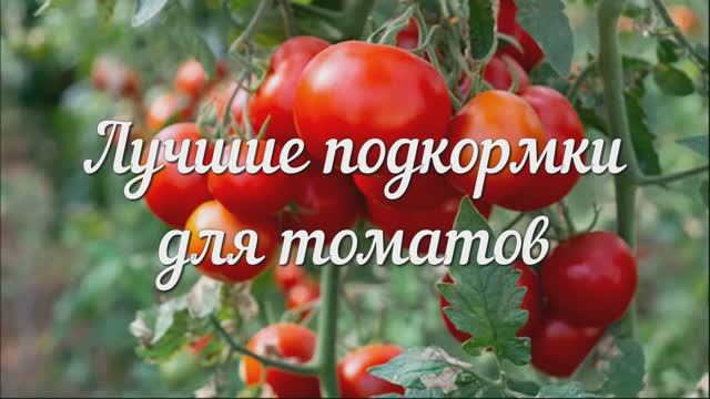 Лучшие Подкормки для Томатов (Помидоров)