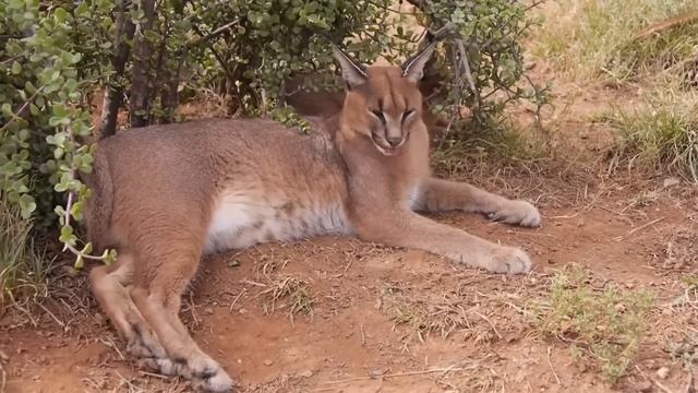 Редкие дикие кошки