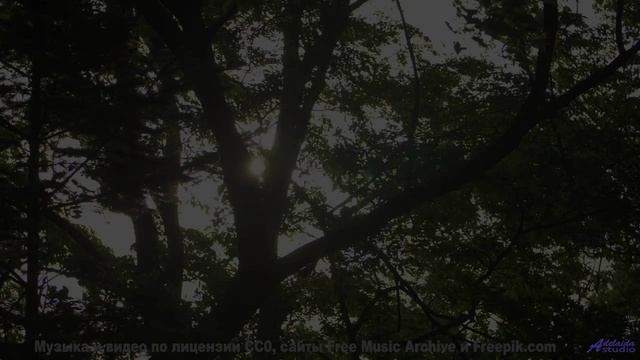 Звук, который переносит тебя в самую глубину природы - Flowers Dont Say Anything, They Just Think --