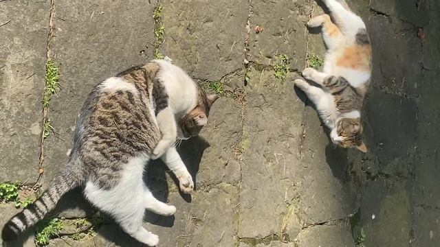 Обычная жизнь кота
