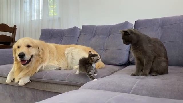Ретривер знакомит крошечного котенка с кошкой - 2025 год (uu)