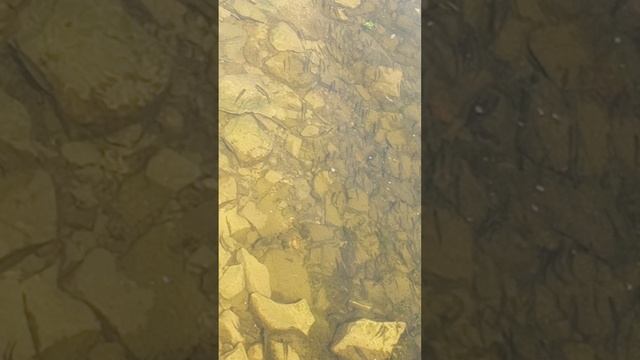 Волга видно мальков целый косячок