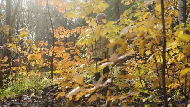 Этот клип даёт ощущение полной свободы - Limelight -- Podington Bear -- Haplessly Happy (Box Set Dis