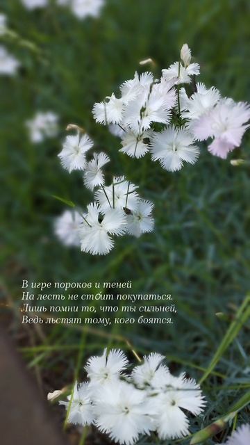 07.07.25 АЗ #ниднябезрифмы