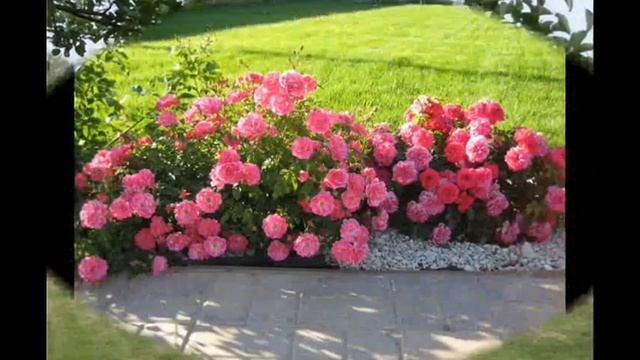 Почвопокровные розы в ландшафтном дизайне