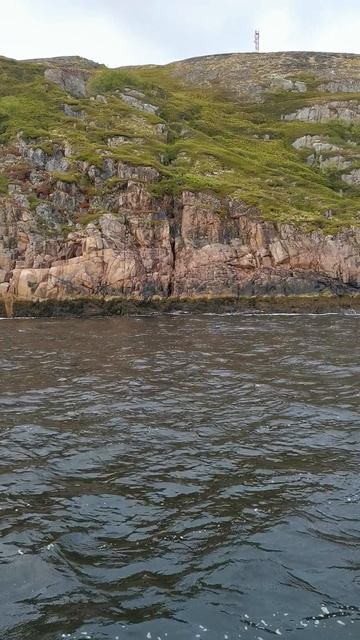 Встретили морского котика.