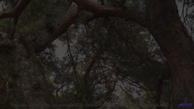 Леса дышат, когда играет эта потрясающая мелодия - Obsolete (lofi samba rock) -- Keshco -- Filmmaker