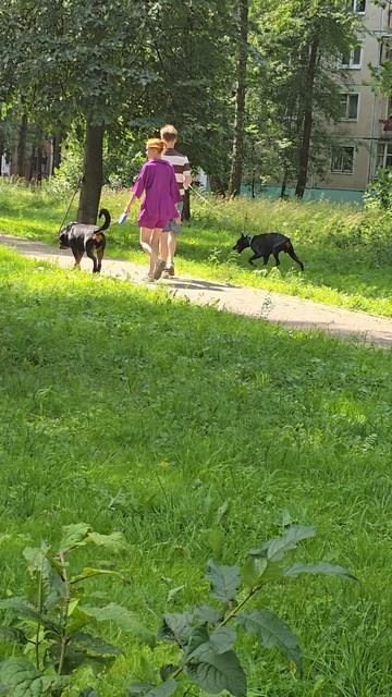 #собака #reels #short #shorts #margo #shortsvideo #shortvideo #dog #dogs #doglufe #dogshort #joy